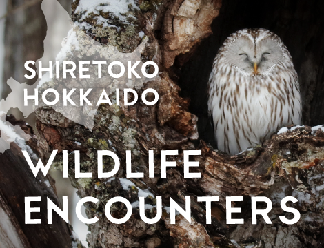 Wildlife Guide to Shiretoko-Hokkaido